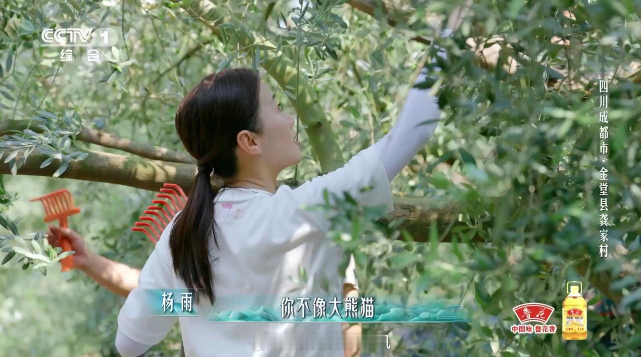 #撒贝宁平时没少刷萌兰视频吧# 撒老师这“上树技能”满点啊！在《在山水间的家》里