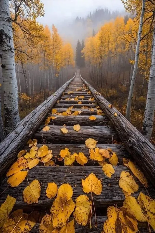 美图欣赏——森林秋天 - 迷人的金色木道