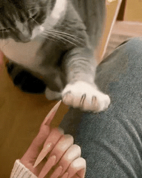 真没想到小猫咪也会有攀比小心思，小心翼翼试探的样子太好笑。小家伙时不时悄悄亮出自