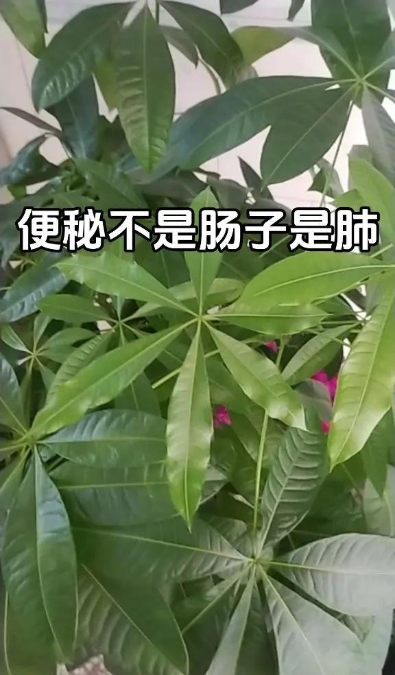 文班亚马毫无悬念拿下西决MVP！马刺抢七淘汰雷霆，拿下西部冠军后一路高歌猛进，接