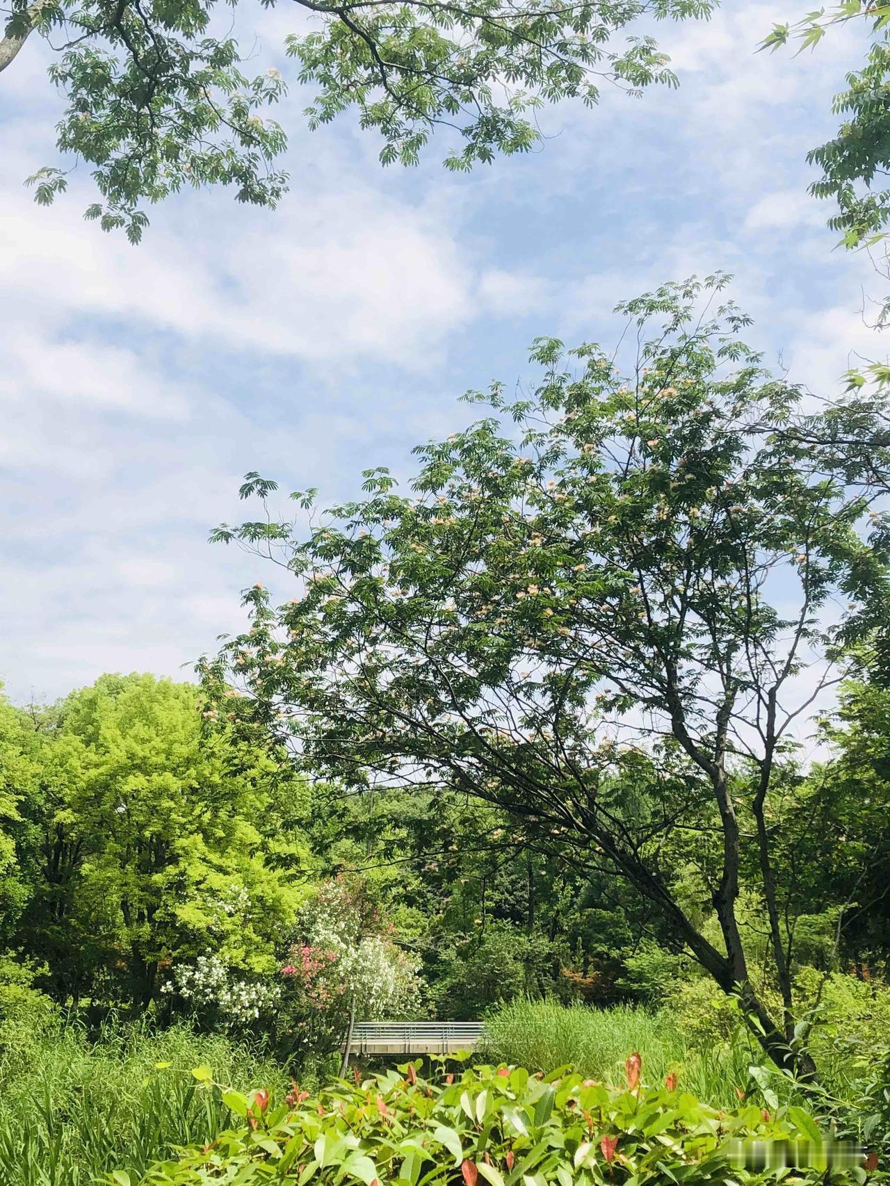 能否分享一下你拍摄的天空闲来漫步青枫公园，抬头撞见极好的天色。湛蓝天空飘着朵朵白
