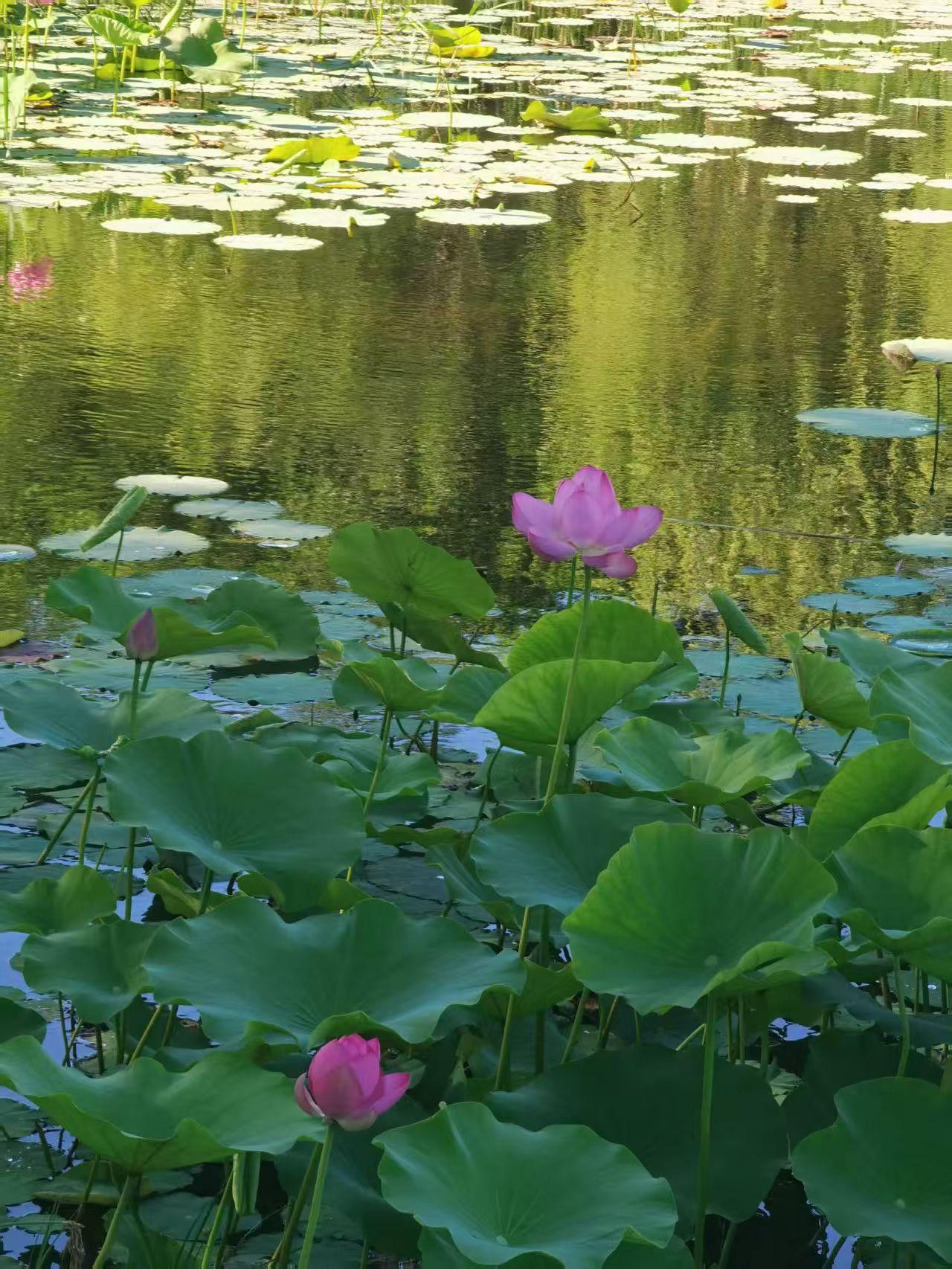 分享一下你随手拍下的照片圣天湖的莲花