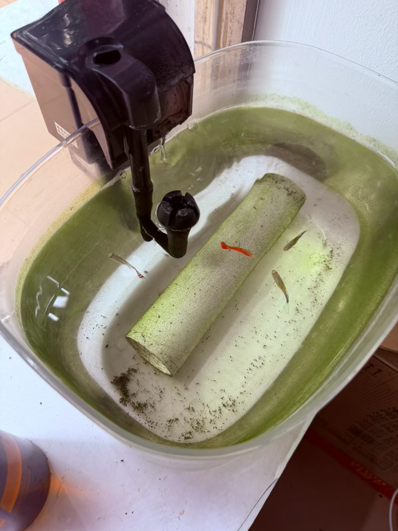 生活手记记录真实生活摄影摄影摄影 一方浅缸盛着柔波绿水轻轻晕开温润的绿意几尾小鱼