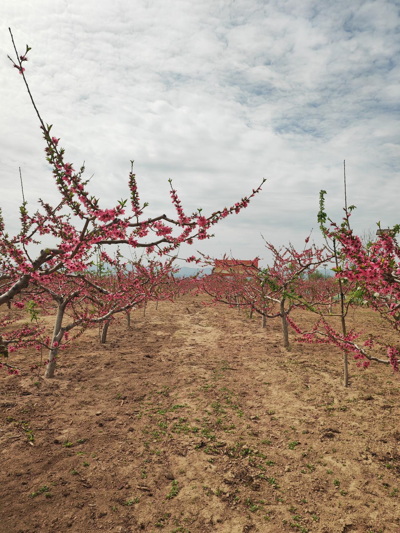 羡慕海平
人如其名，偏与世人对山海的期许相悖。世人取海为名，总爱加上涛、浪、涌、