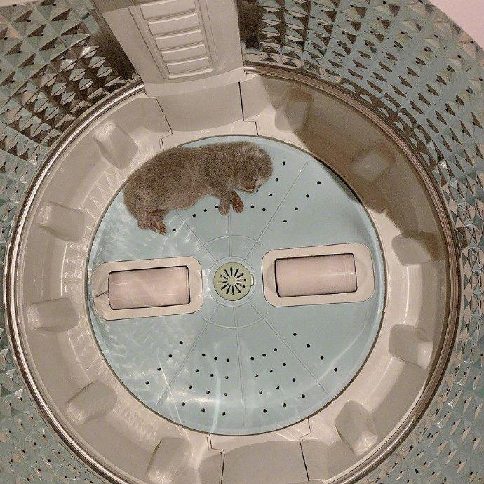 主人问猫妈妈为什么把小宝宝叼到洗衣机里，结果它这表情怎么解释.