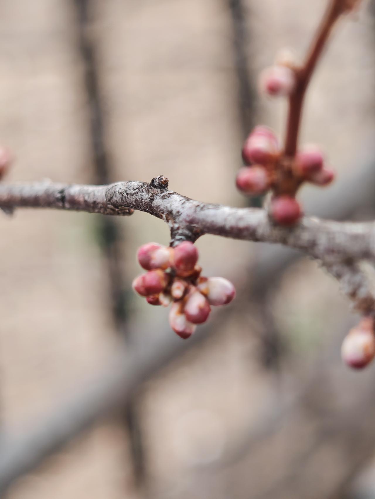 与痛风斗争的历程225
 
   清晨醒来，全身各处关节状态还算平稳，唯独左肩关