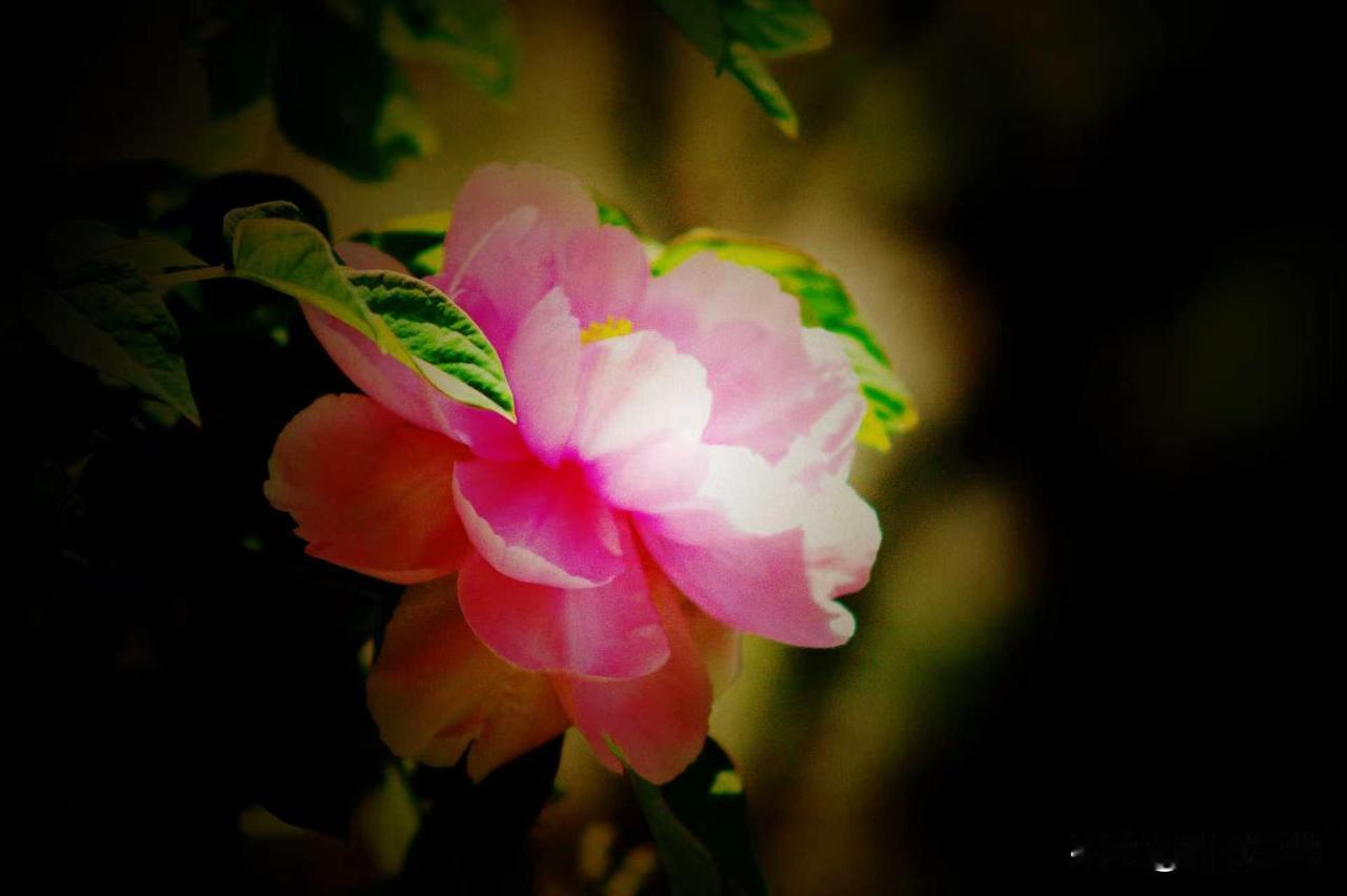 美能达镜头留下历史的痕迹