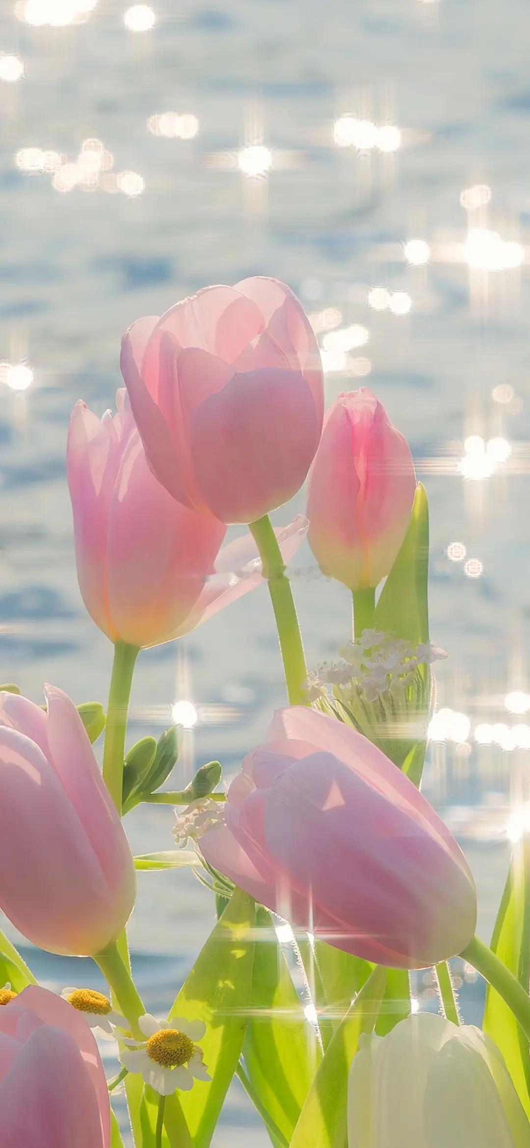 七夕 今日🈚投稿，大家早早早鸭~[送花花][送花花] ​​​