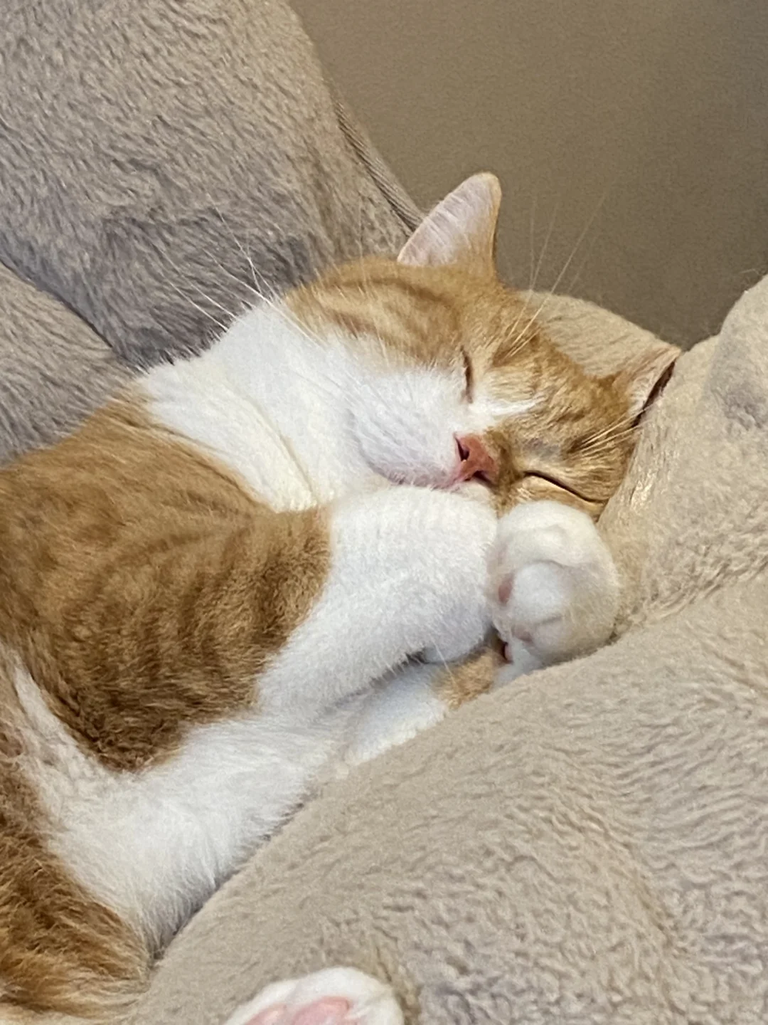 午觉时间到💤