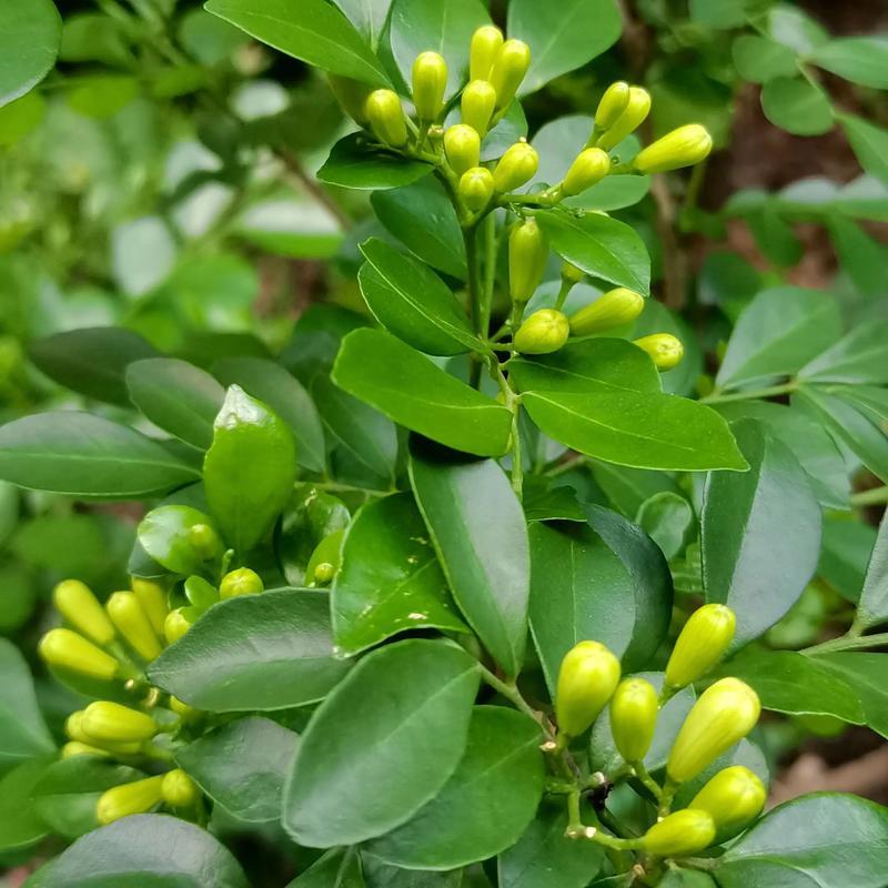 九秋香花开娇艳，惹人喜爱；果实累累，红彤彤带来喜庆气氛，让人爱看耐看，同时欢乐心