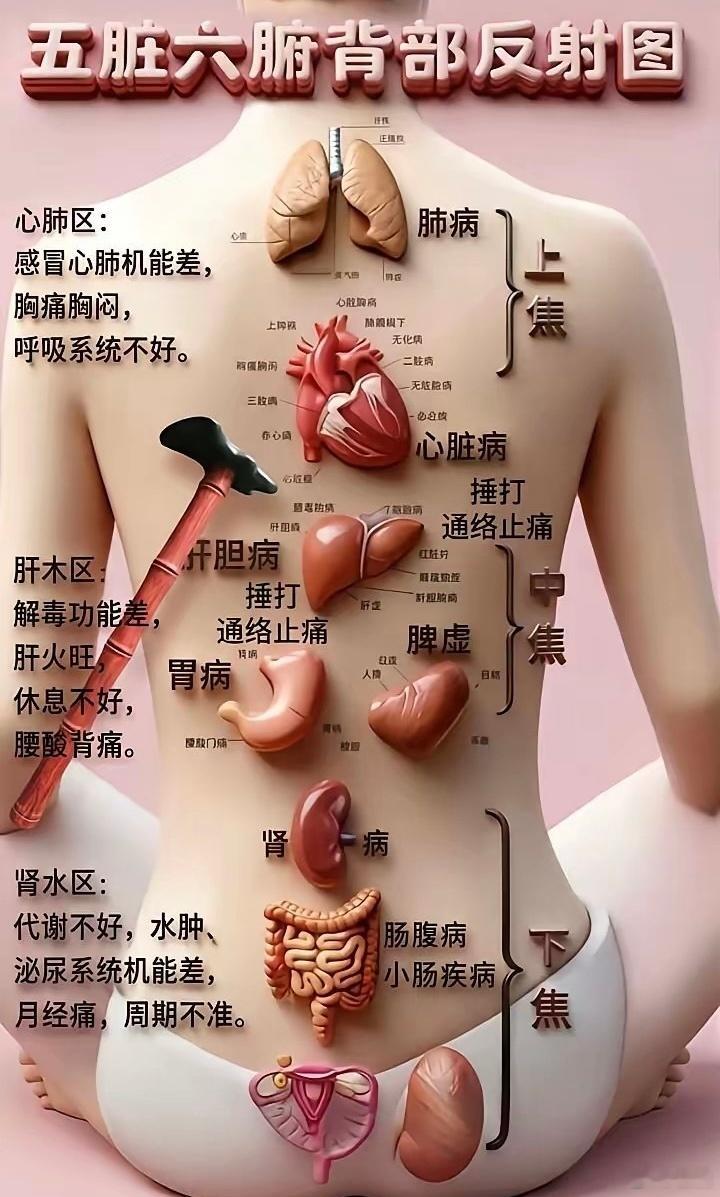 收好：五臟六腑的背部反射區 ​​​