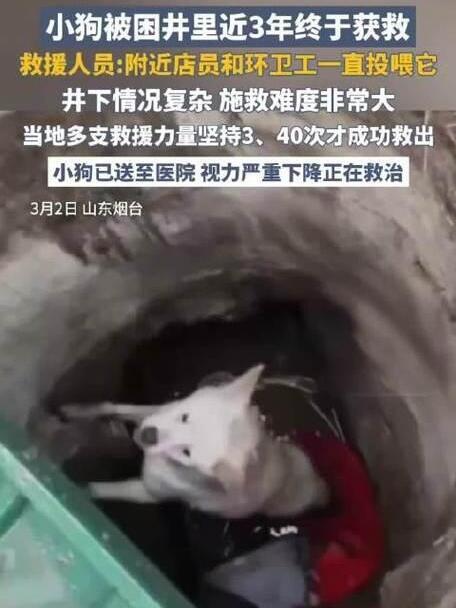 山东烟台有条狗，掉井里困了将近三年，最近终于被救出来了。

说实话，这事儿听着都