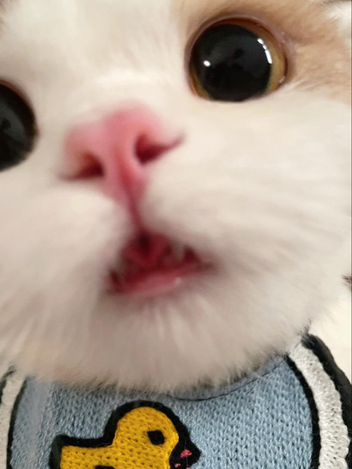 不掉毛的小猫当然要用来暖被窝啦！！