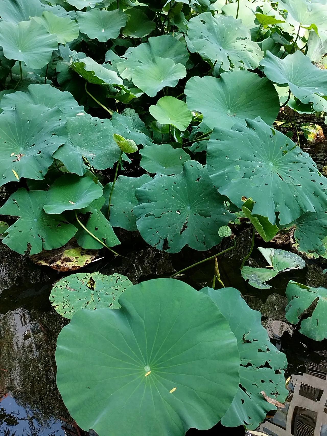 西江月   立秋
悄悄秋天已到，
炎炎暑气难消。
莲池岸柳扭蛮腰，
树上蝉鸣鸟叫