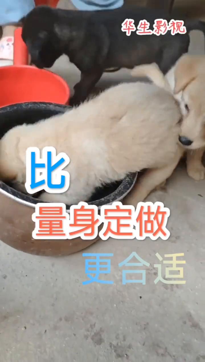 华生影视。
量身定做，更合适。