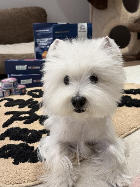 小狗购物分享之｜生生不息全部拿下！