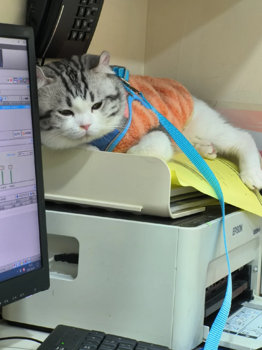 成猫粮真的不要瞎买！！