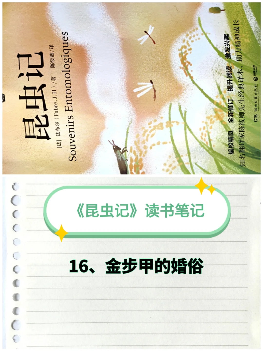 《昆虫记》笔记（16）：金步甲的婚俗