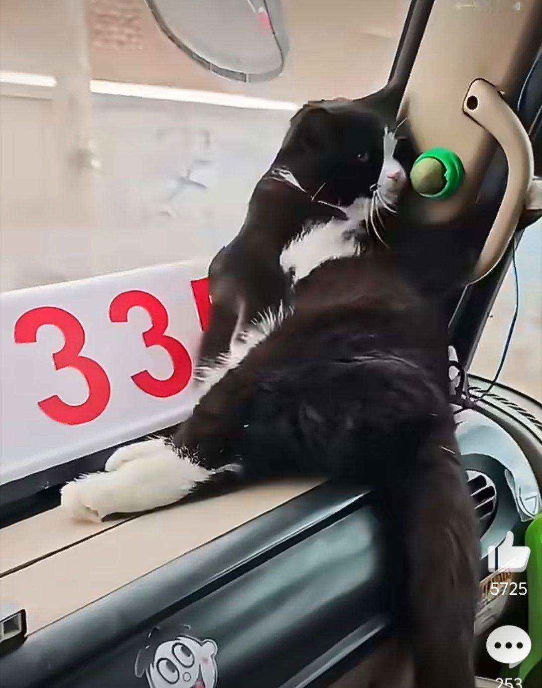 半挂司机养了只半挂猫哈哈哈哈晕车还知道舔口猫薄荷 