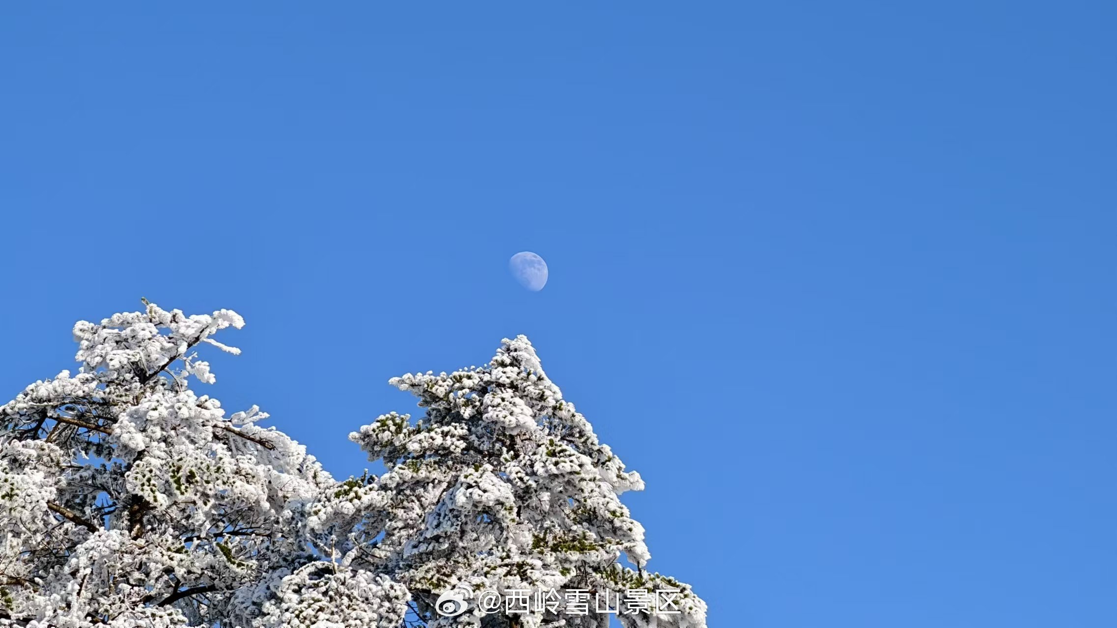 冬日雪景与明月相伴🌕❄️ #冬日美景# ​​​