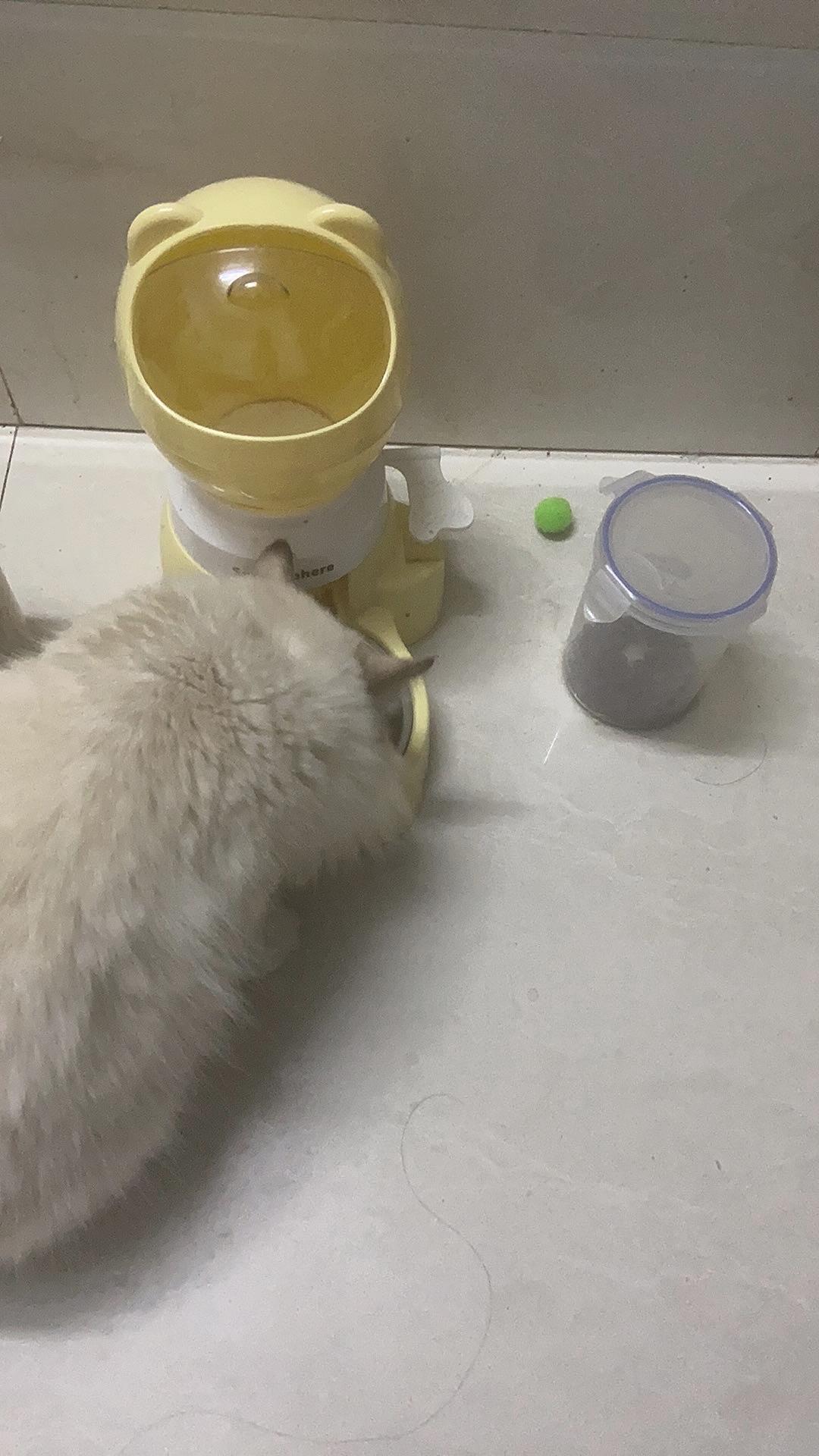 养猫前幻想：软萌小可爱，天天黏人撒娇。养猫后现实：猫主子高冷傲娇，想贴贴就跑，不