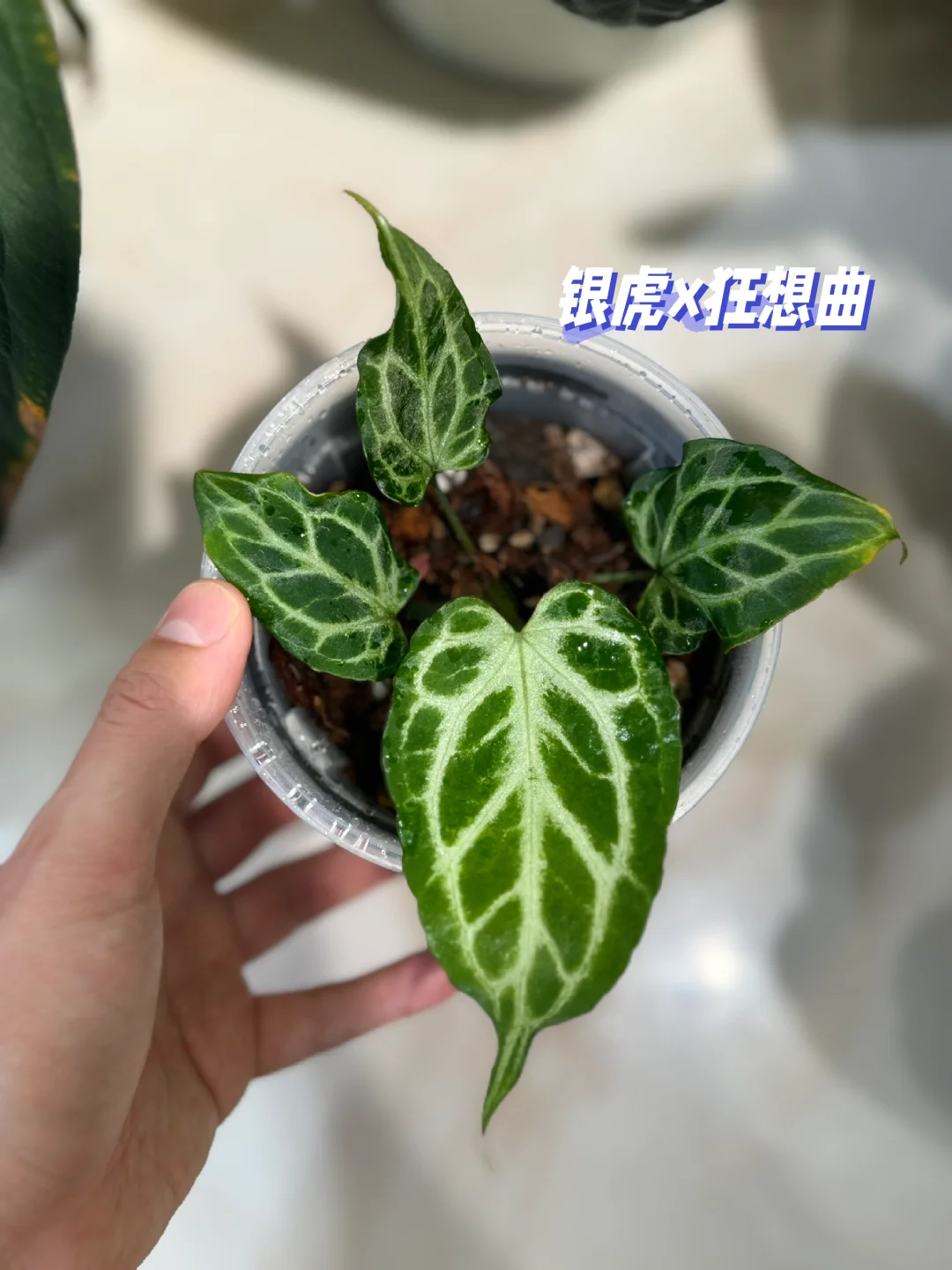 银虎x狂想曲
