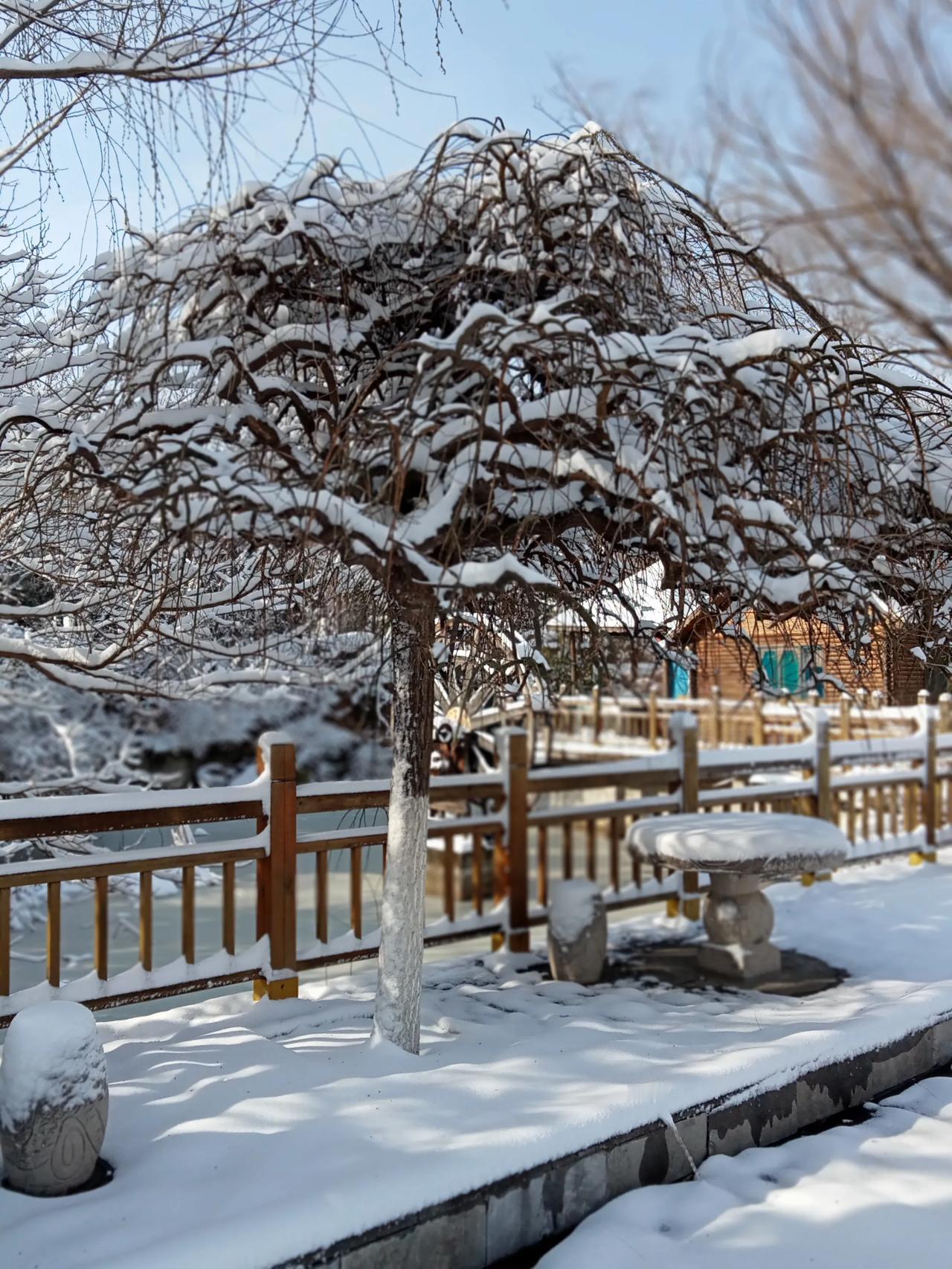 冬日生活打卡季这还是25年年初的一场大雪拍的照片，美极了。