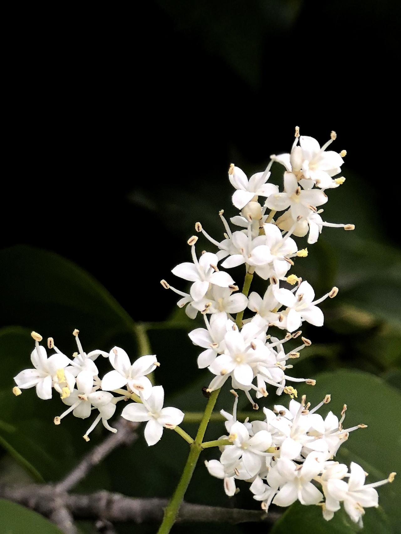 这是什么花？这是暴马丁香花。它是丁香家族中的高个子，能长到十五六米的参天大树。