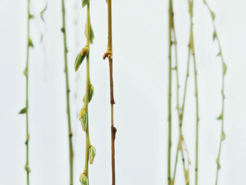 “昨夜清风拂绿柳，今朝暖阳润红心”，这两句对仗工整，意境超美。让我想起王维的“清