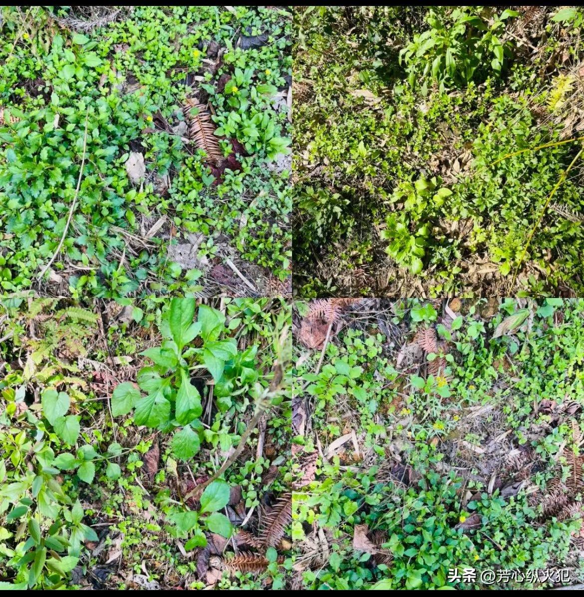 看到视频博主发的野菜，我可太有共鸣了，我老家大山里到处都是。就像贵州的苦蒜，以前