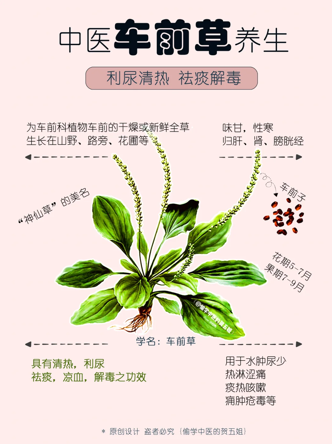 09养生课堂📝野花野草🌿可以很神奇🌟中医