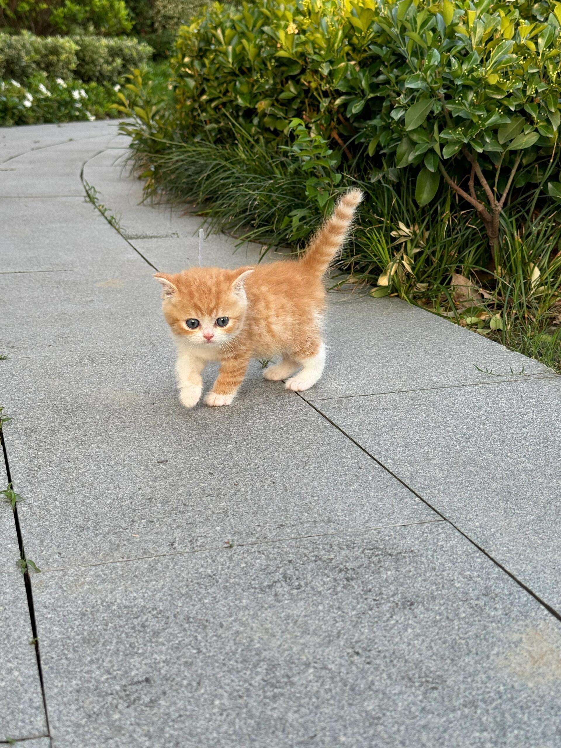 真正的emoji🐈!!! ​​​