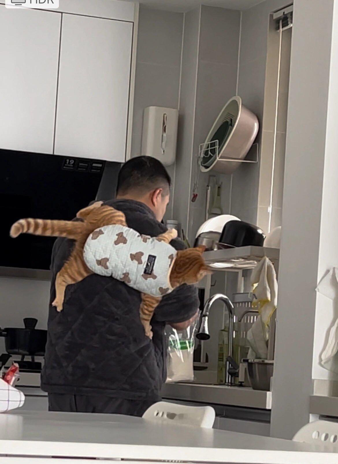 猫：让我看看在给我做什么好吃的#新年快乐漫游指南# ​​​
