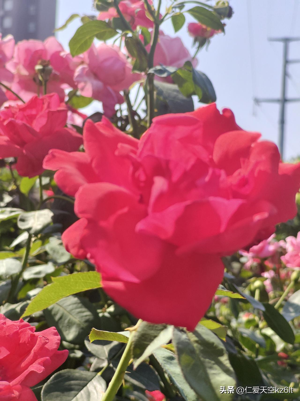 善良和感恩会给你带来什么人活着真的别丢了善良，也别忘了感恩。平时多体谅别人，举手