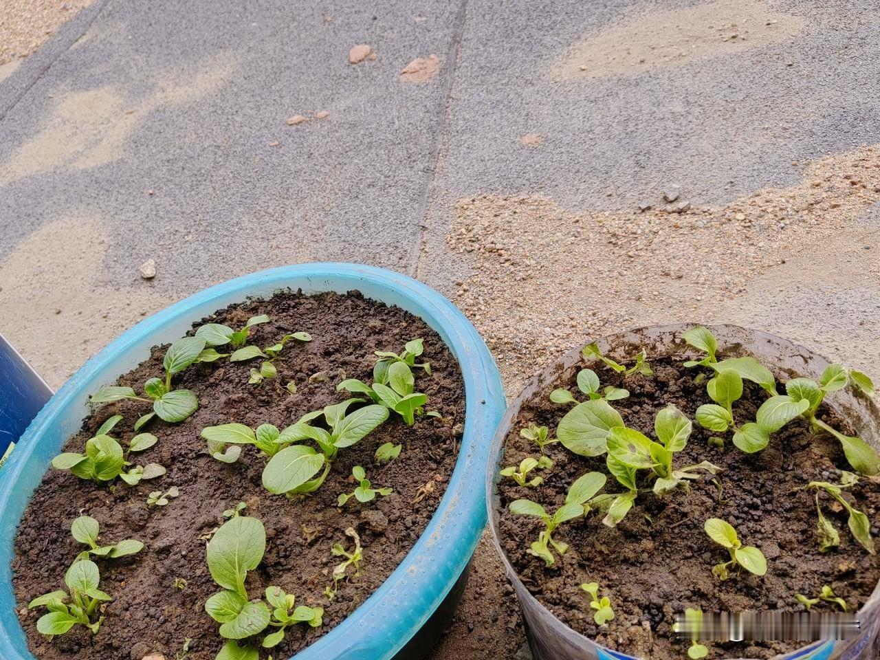 种菜的念头一旦有了，就会想尽一切办法来实现自己的愿望。

只是种菜必须要有阳光、