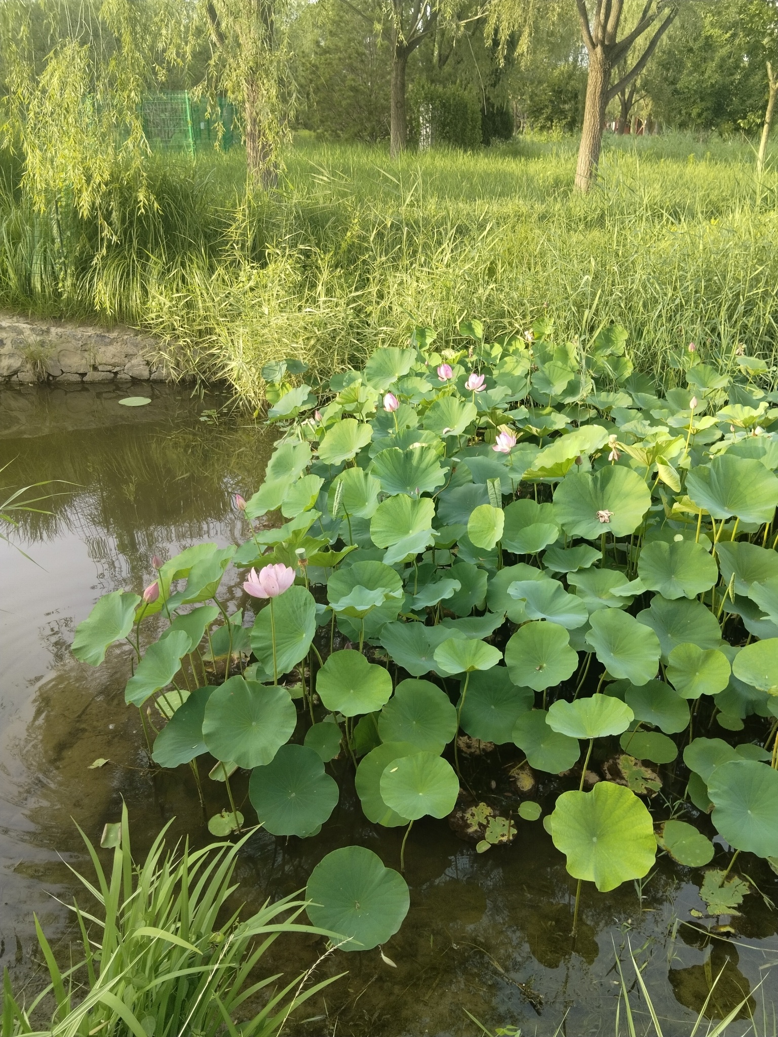 地铁车站。 人流中的那些面影/黑色树枝上的花瓣——庞德清空我的相册库存 与世界不