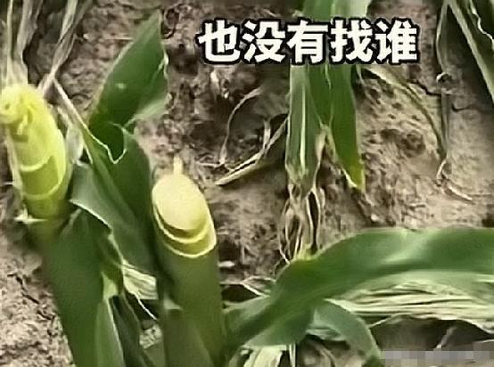 近日，黑龙江庆安，当地一名农户发现自家中的 23亩玉米地被人恶意割毁！

农户说
