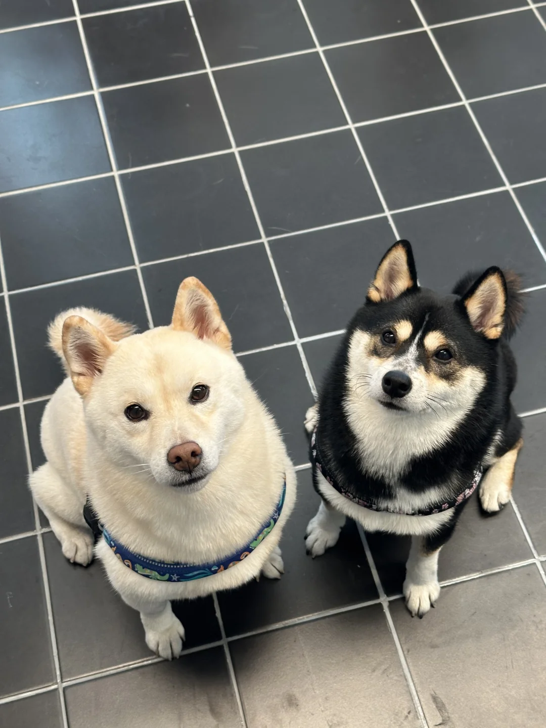 看起来很有礼貌的小狗