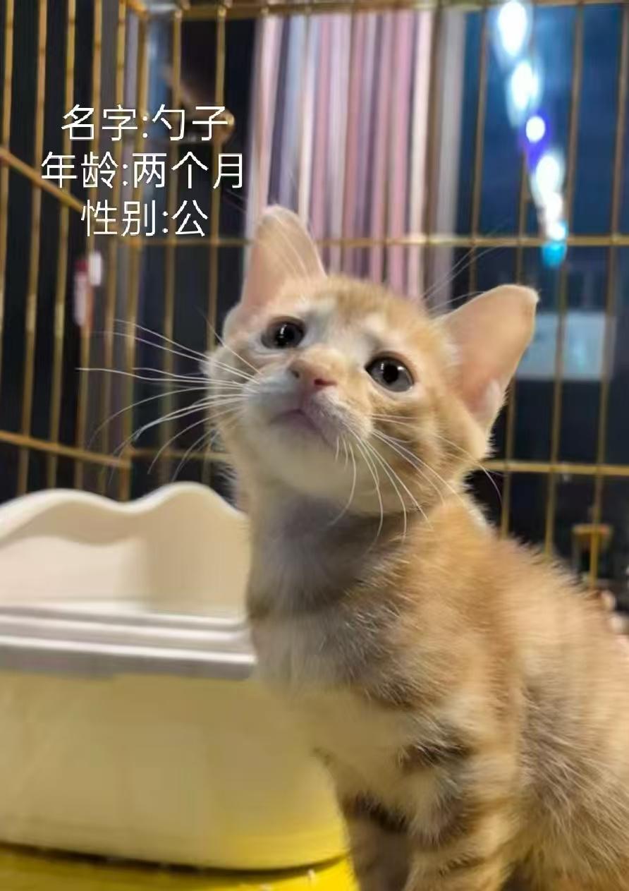珠海，救助的橘猫寻找爱心领养
宠物品种:橘猫
宠物名 ：勺子
性别 ：公
年龄 