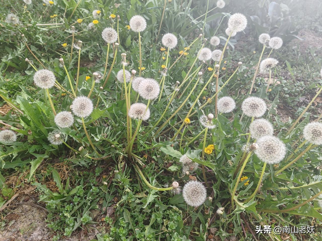 这是蒲公英成了精？