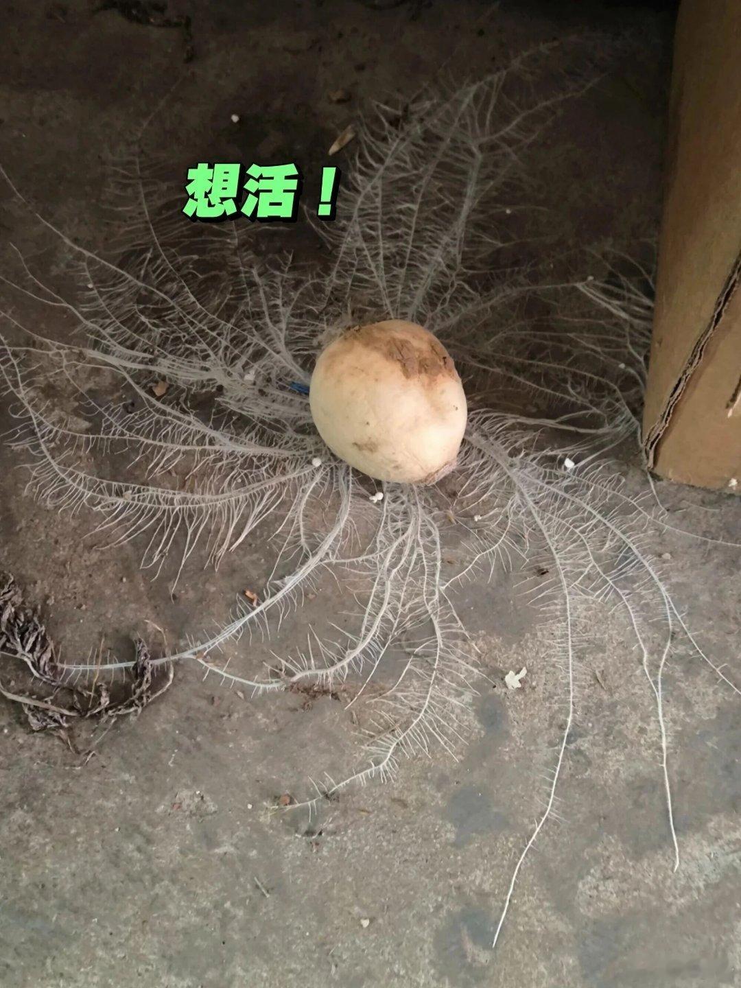 网上看到的一张图片。