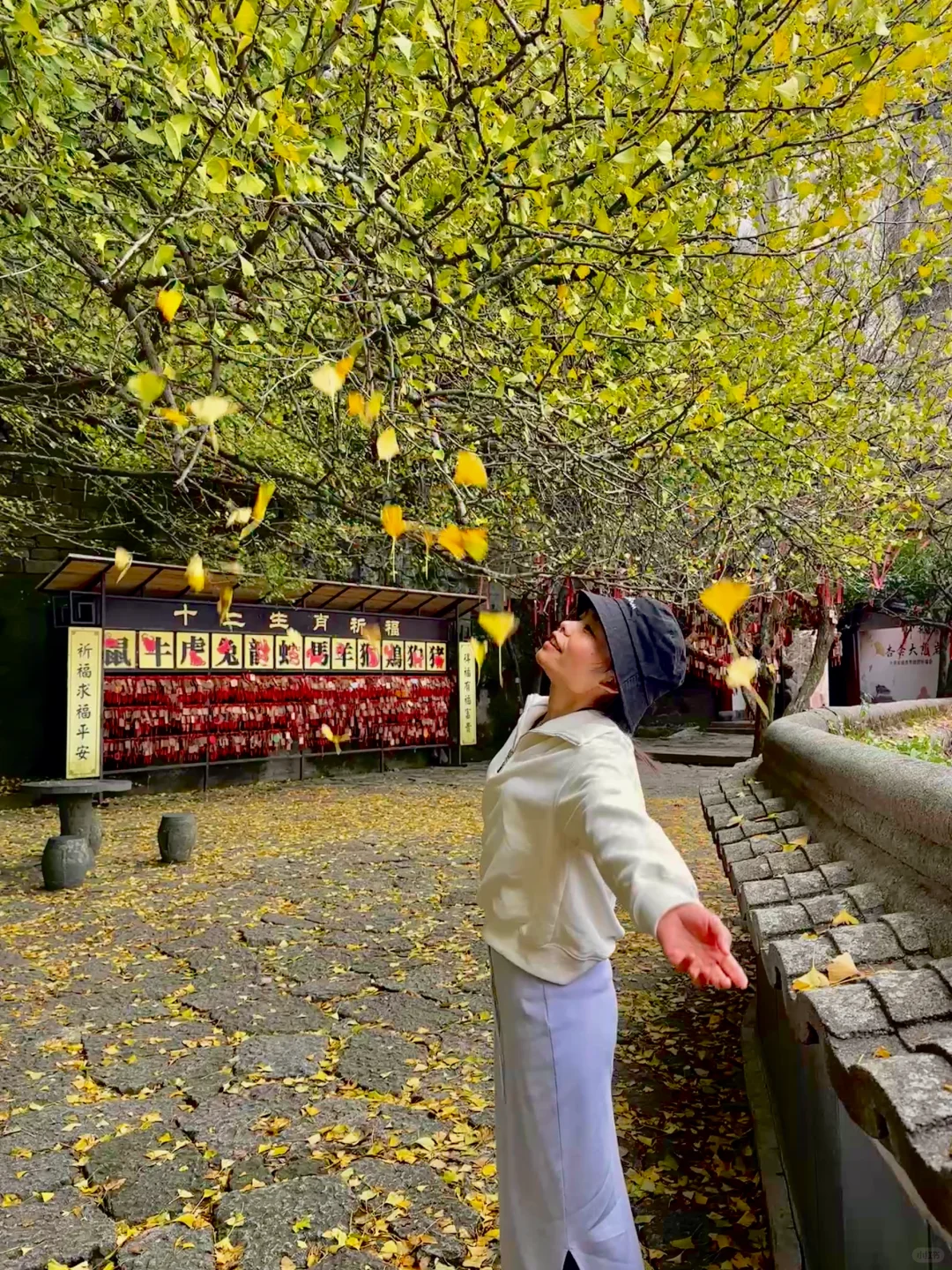 特意从上海到建德，赏千年古银杏