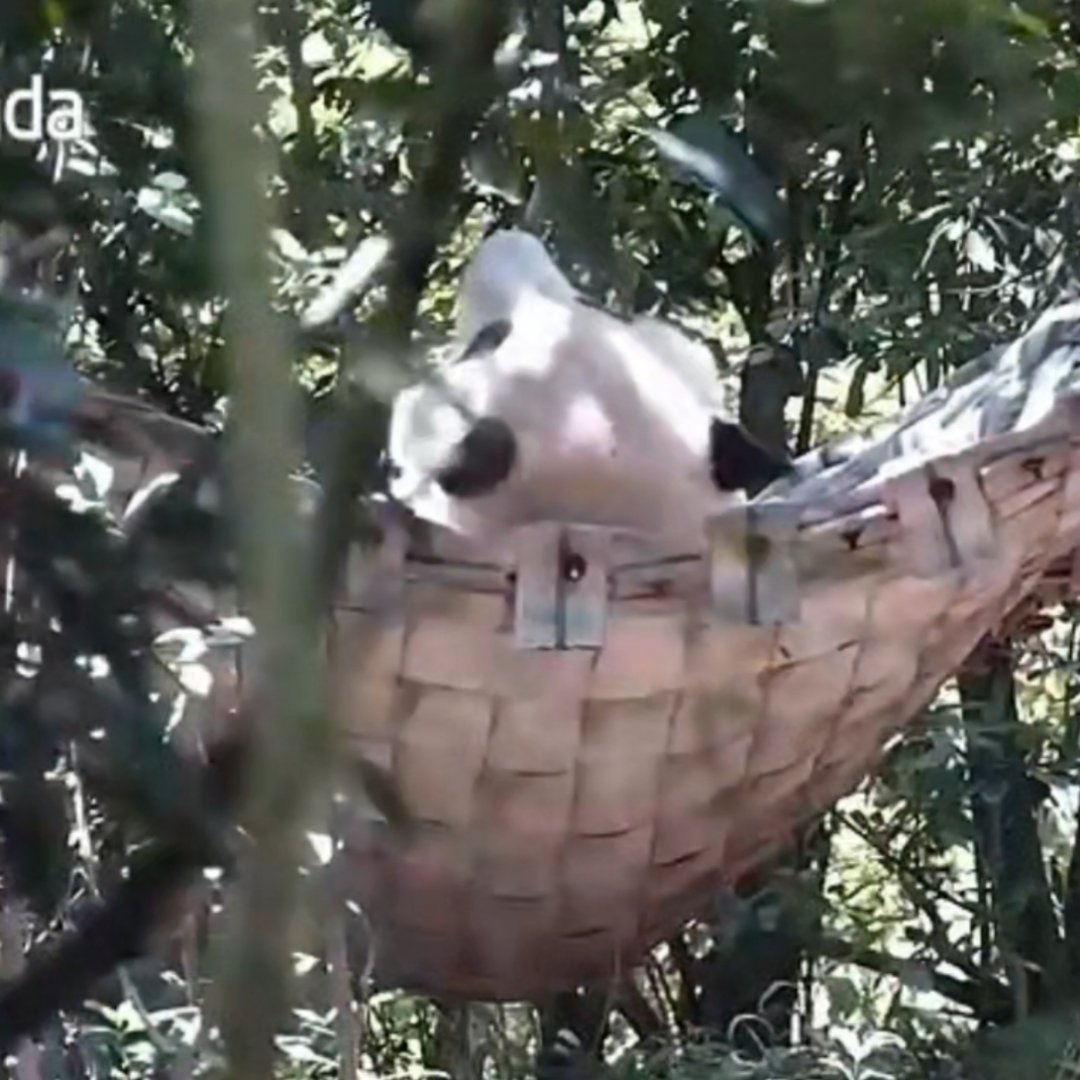 今日份像素小熊🌸 
