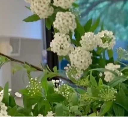 绣线菊的种植方法1. 栽培方式：园土+河沙混合配土，贫瘠土壤也能存活；落叶小灌木