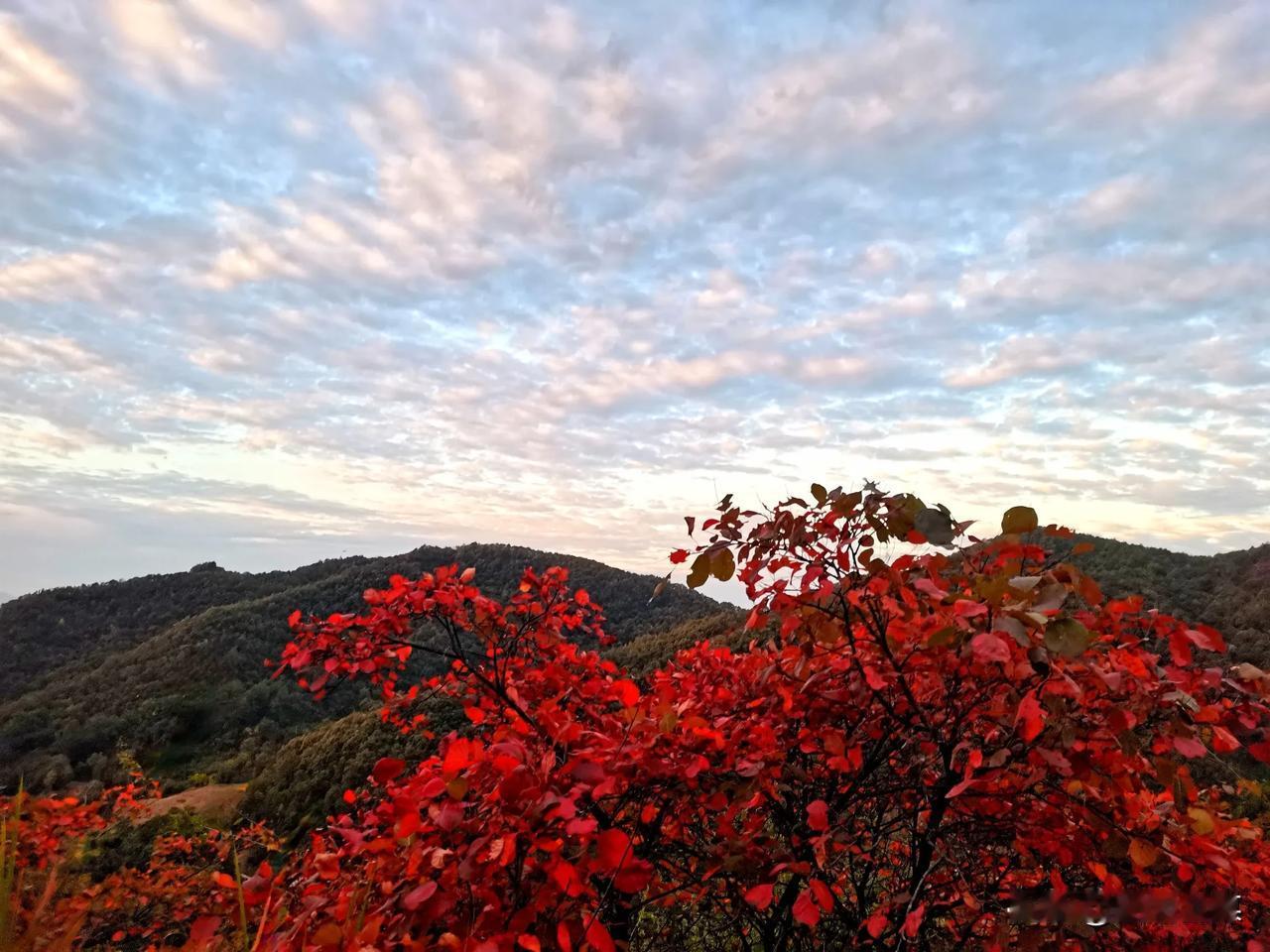 深秋时节，黄栌叶红似火，如诗如画。在秦岭南麓与巴山接壤地，阳光下的黄栌叶红似火，