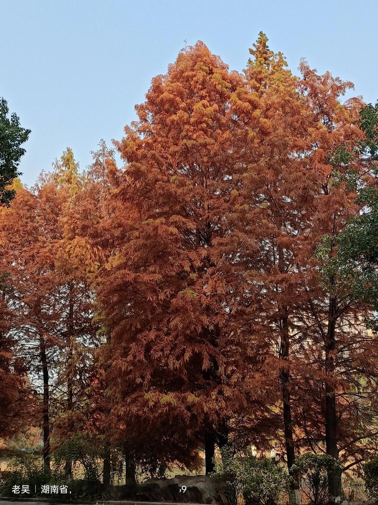 湖南有哪些好玩景点株洲天鹅湖公园.五彩斑斓.秋景怡人