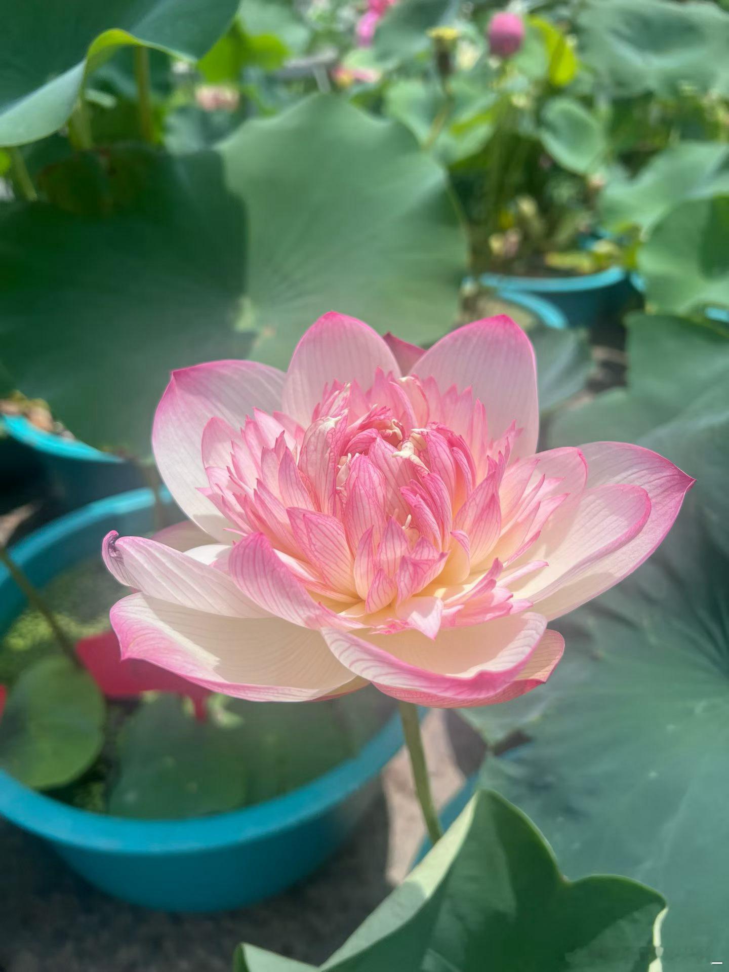 荷🪷开半夏。温柔了整个夏天。早安棚友们周四愉快。 