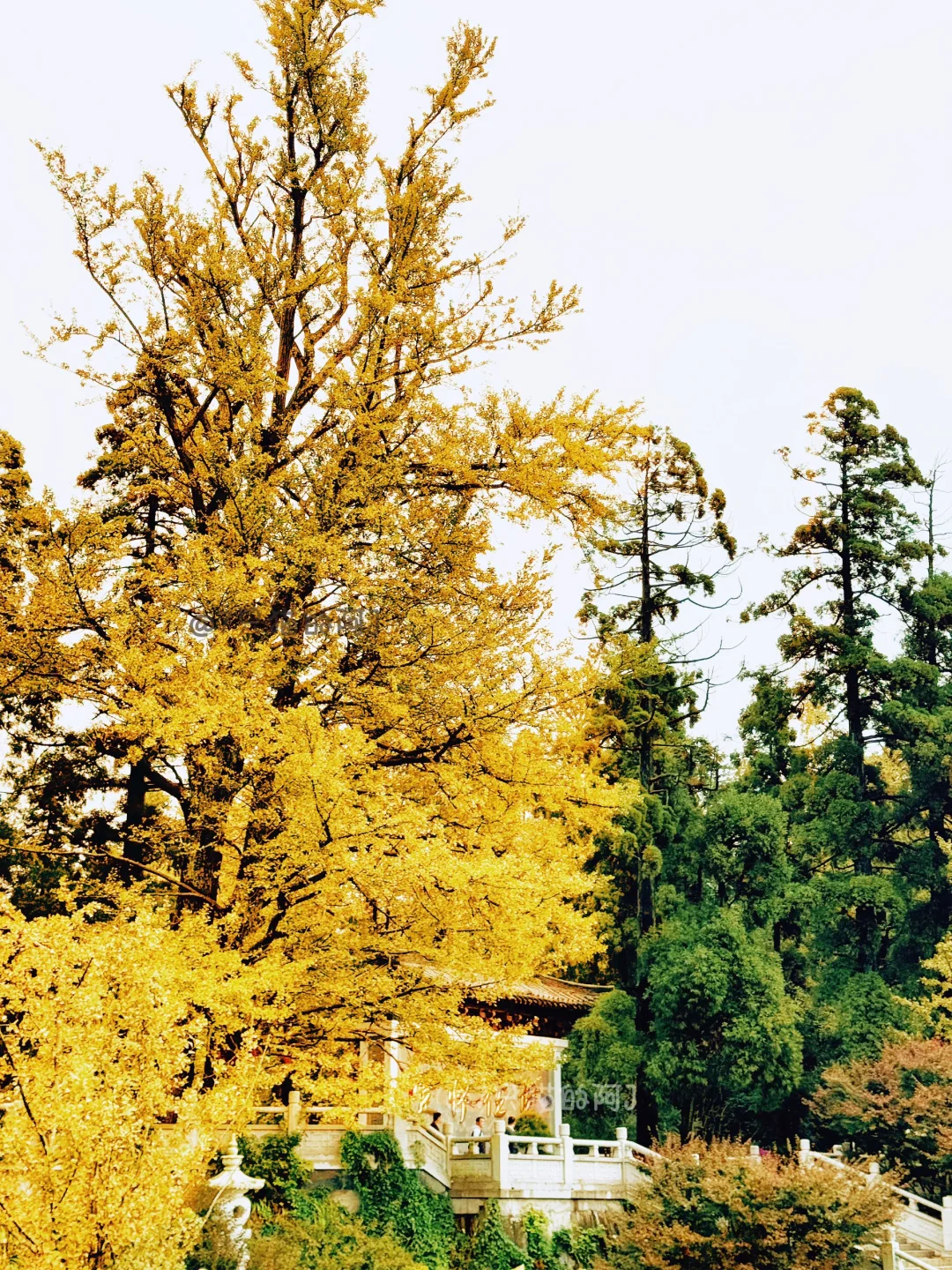 不容错过！这里的秋天，是京都也比不了的美🍂