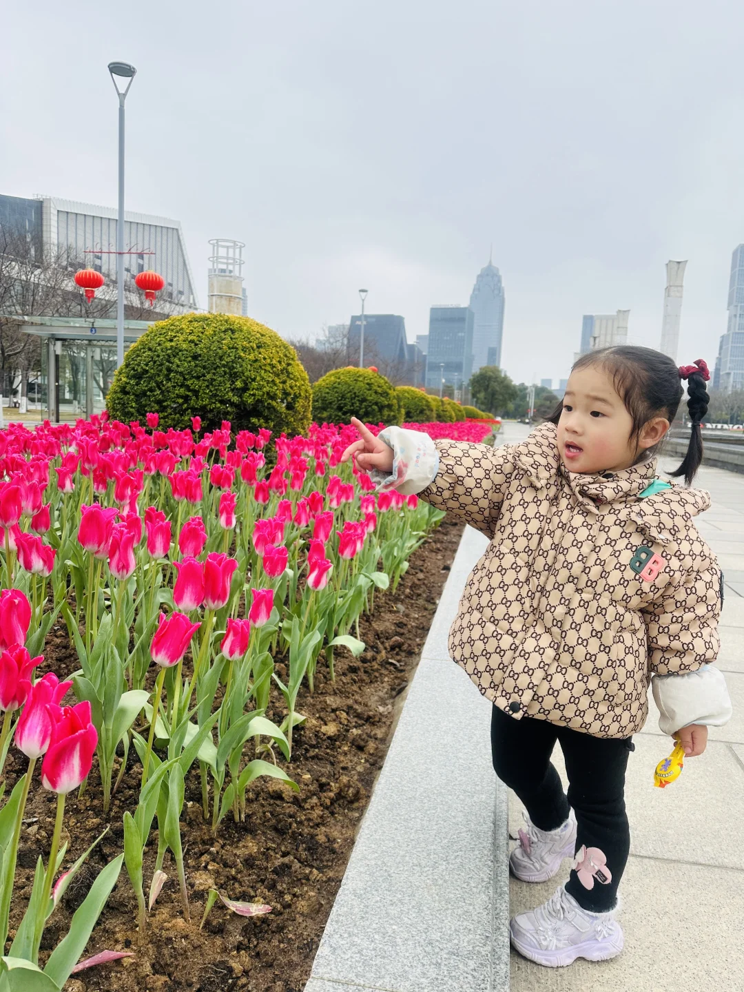 嘀～郁金香🌷打卡成功！