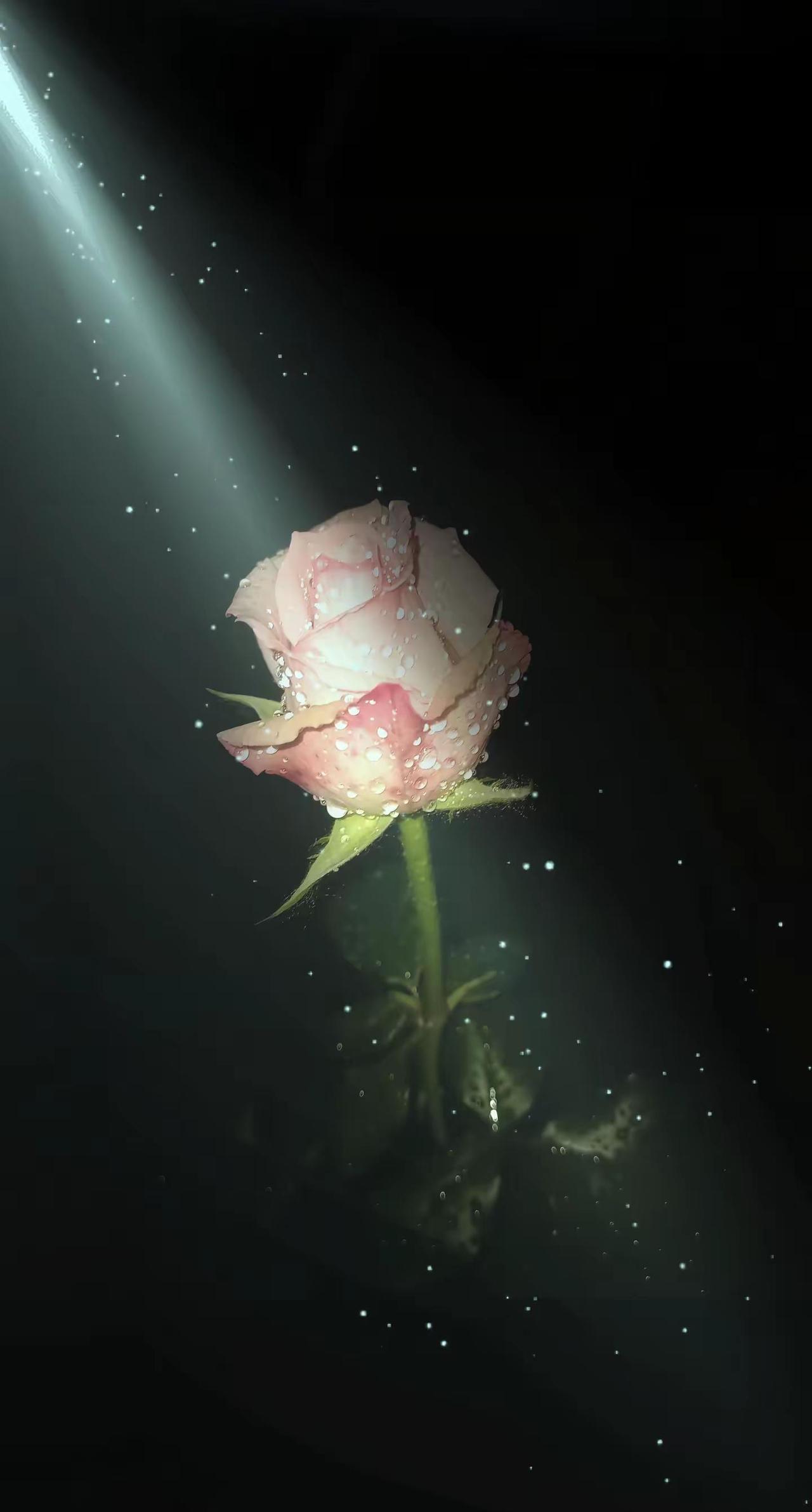 夜再黑，也有一束光会为你而来，照亮你，也照亮一朵花。月季 玫瑰 玩法达人